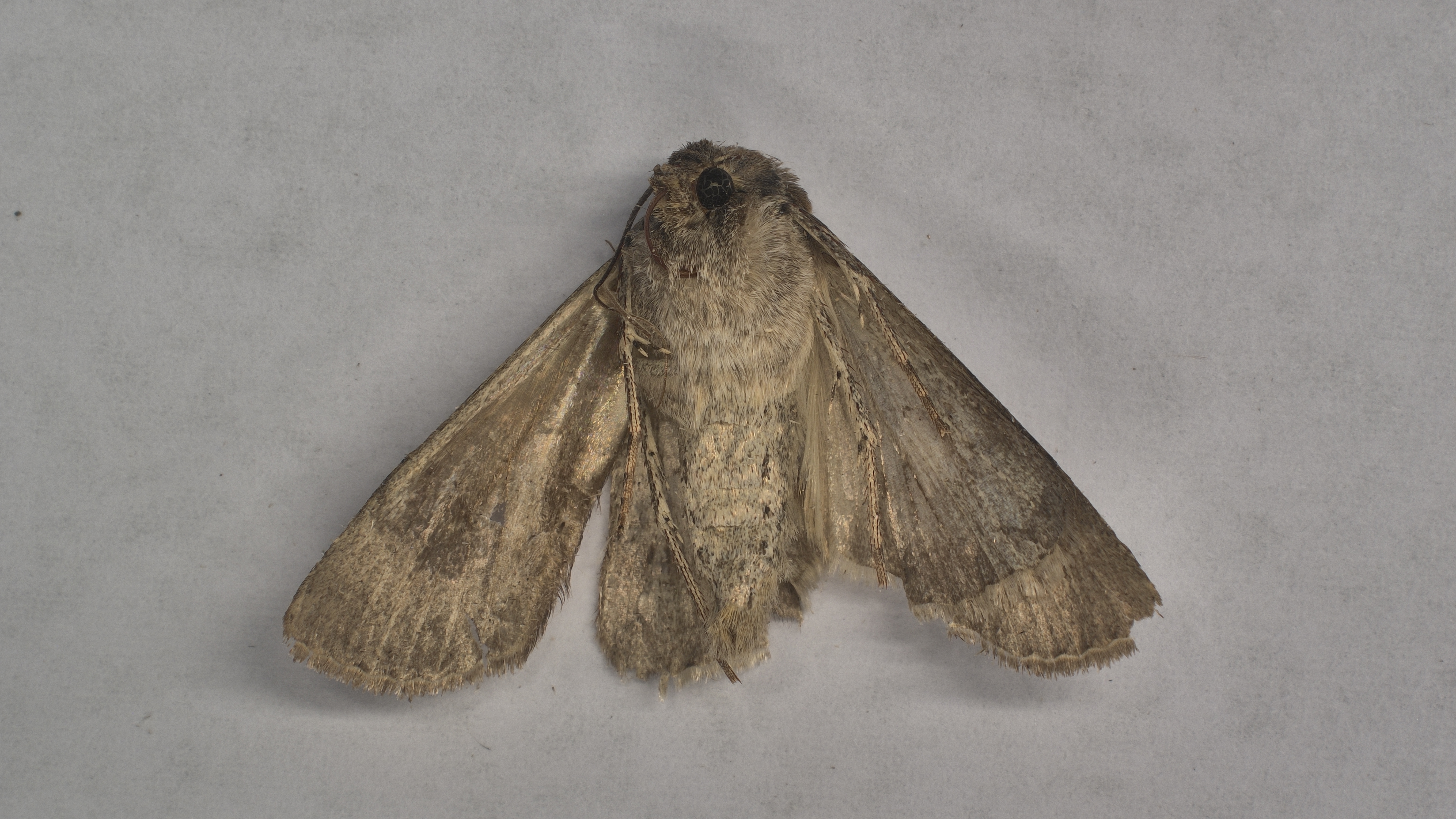 Forschung/Laborbildgebung Forschung/Laborbildgebung