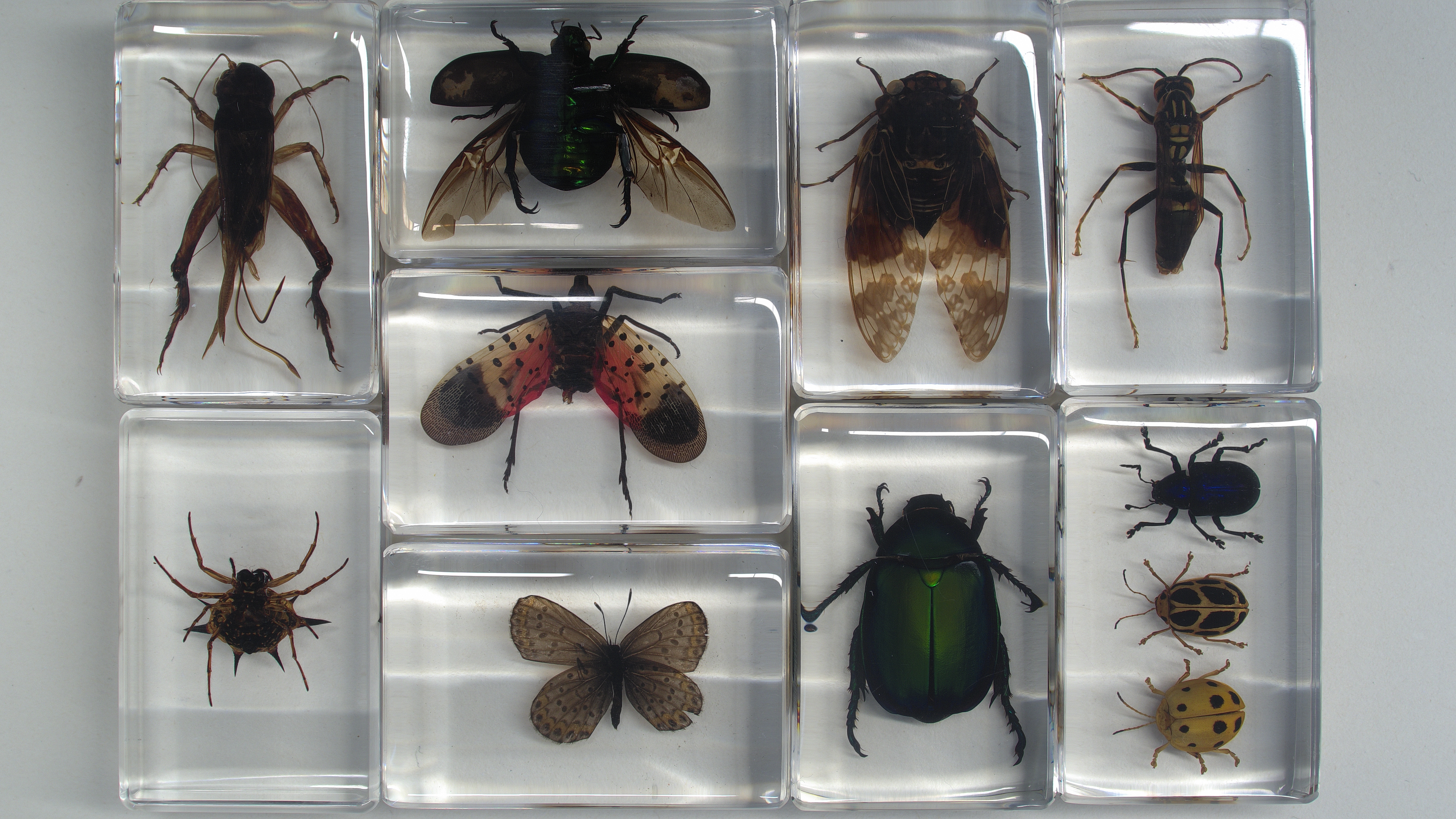 Forschung/Laborbildgebung Forschung/Laborbildgebung