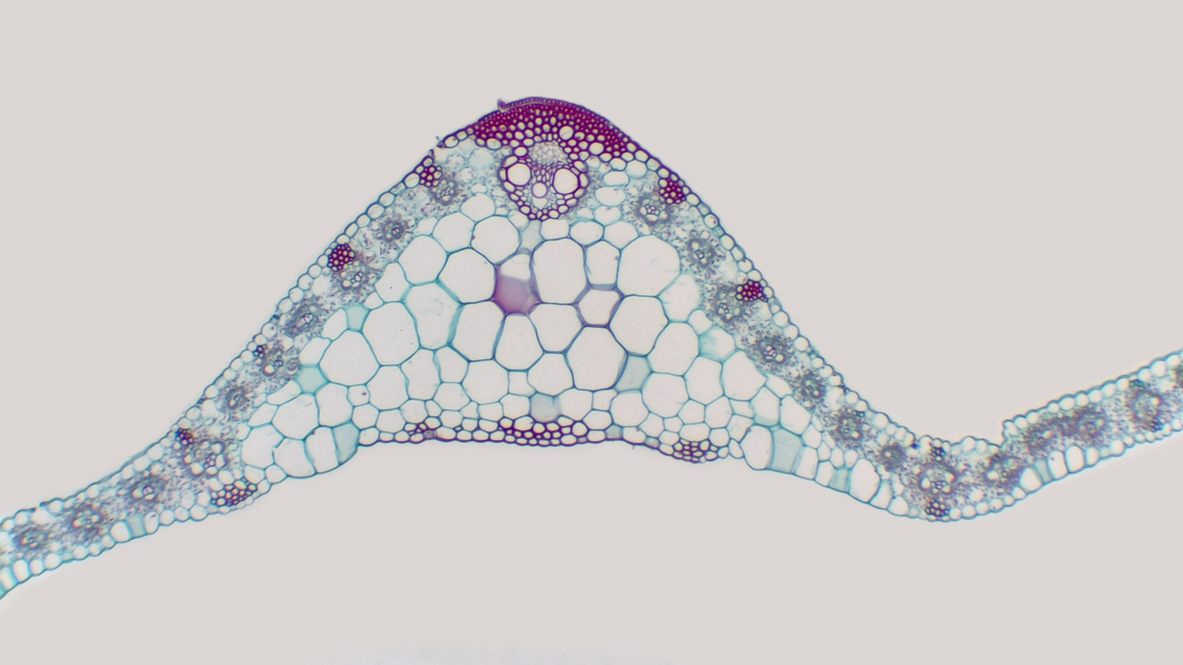 Pflanzenwurzelforschung Pflanzenwurzelforschung