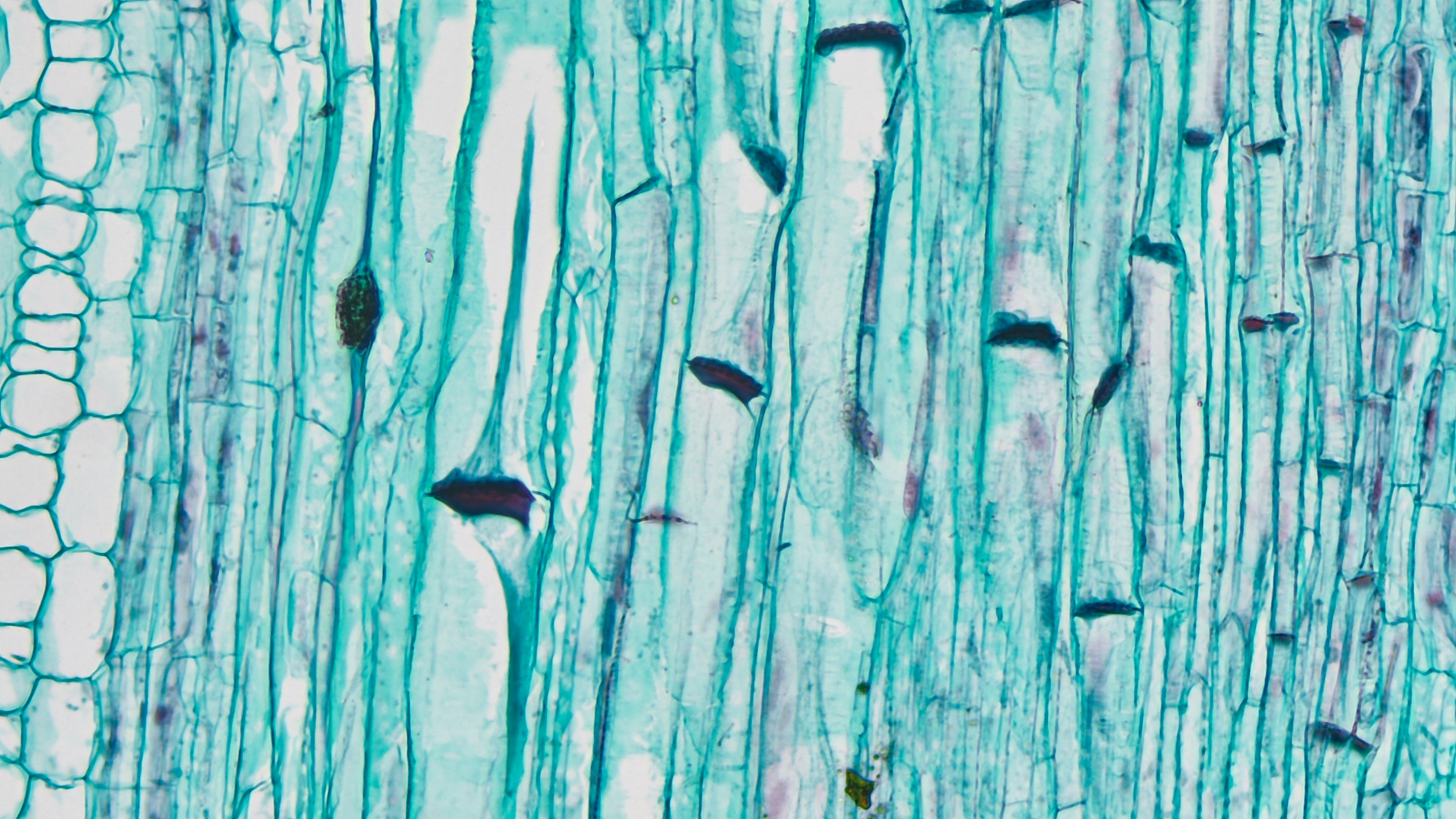 Pflanzenwurzelforschung Pflanzenwurzelforschung