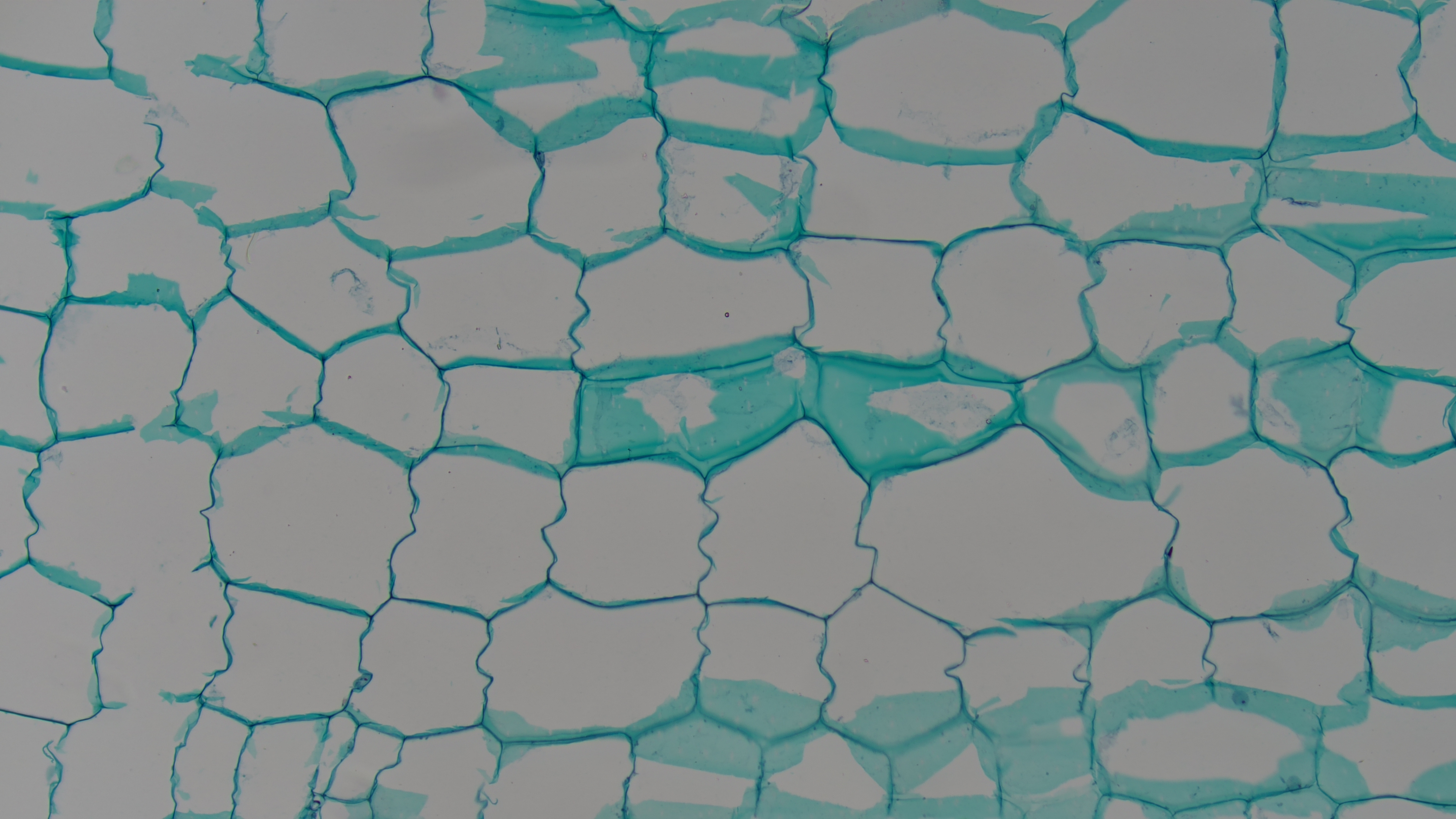 Kürbisgewächs-Stamm-Längsschnitt Kürbisgewächs-Stamm-Längsschnitt