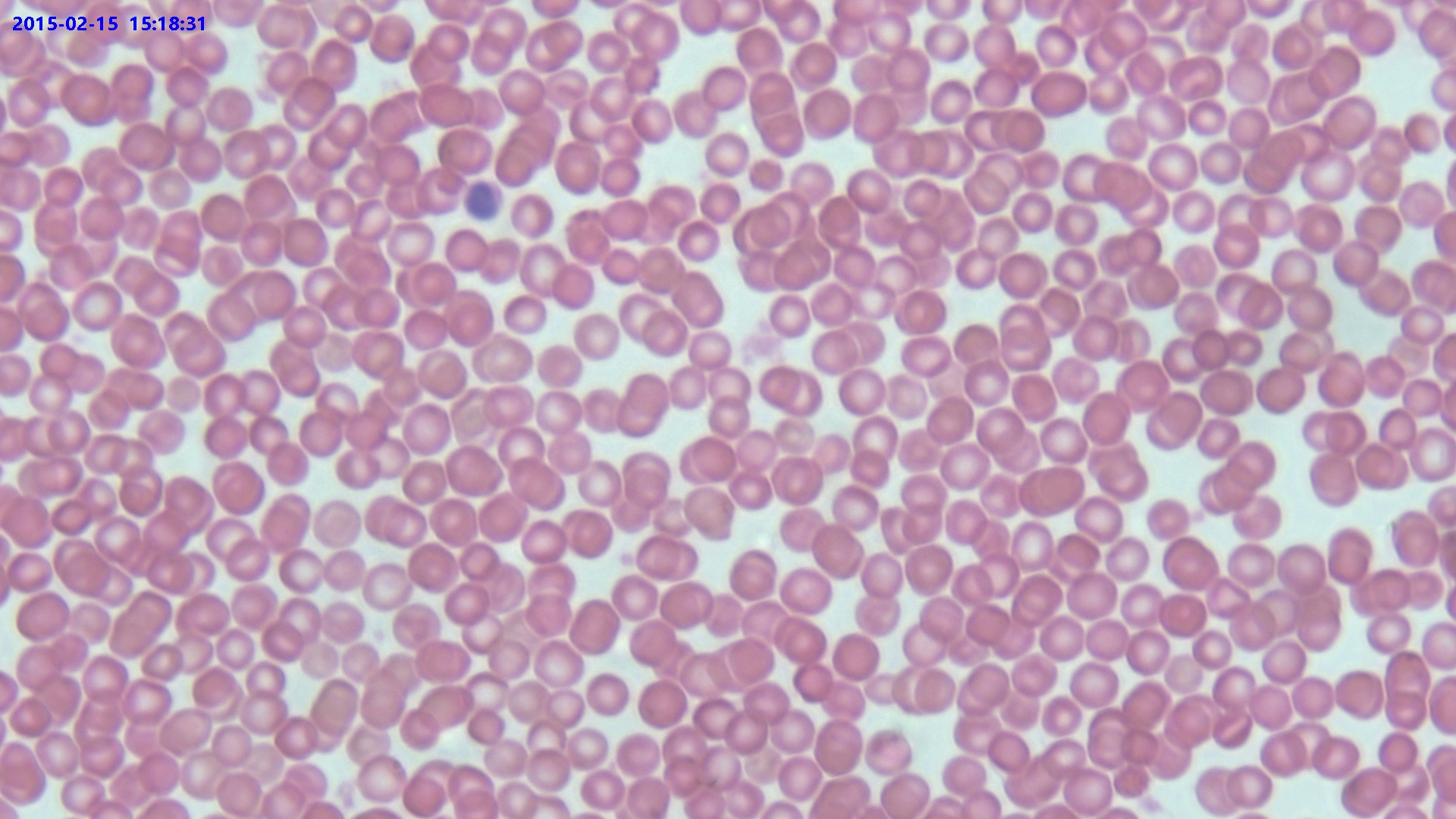Pathologische Präparatbeobachtung